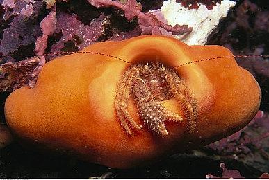 清版动作游戏《漫威宇宙入侵》试玩版登陆Steam平台