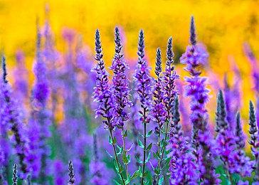 氛围感十足！《刺客信条：影》全新“探索”实机