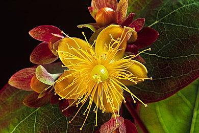 战锤的狂欢！《Realms of Ruin》和《Speed Freeks》全球首映